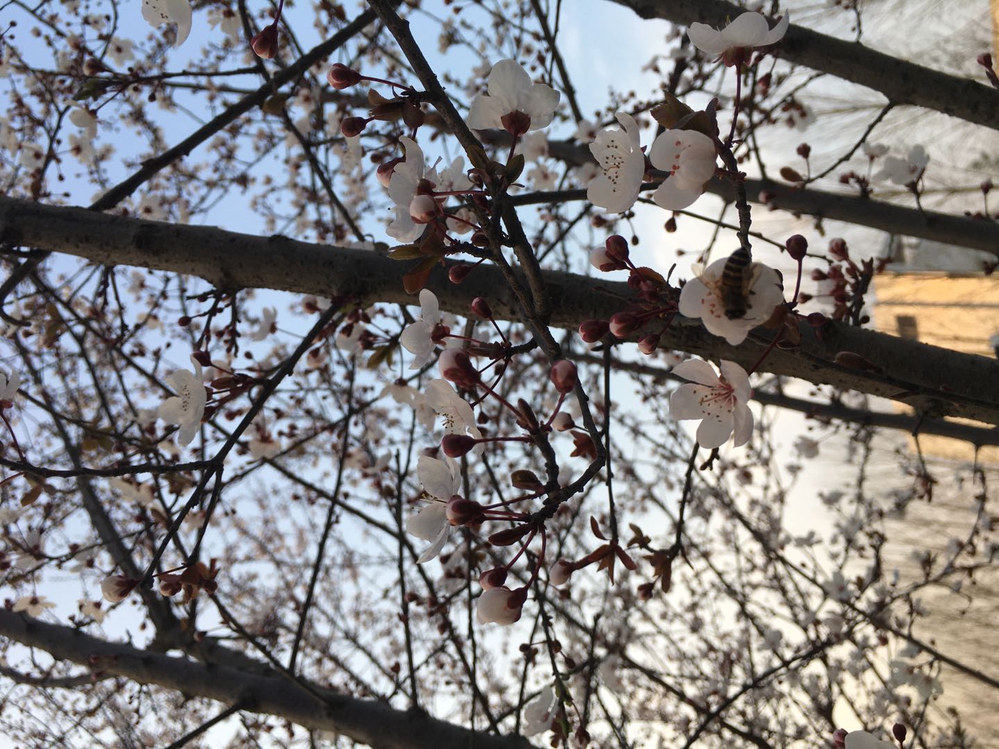 qmh˻֮